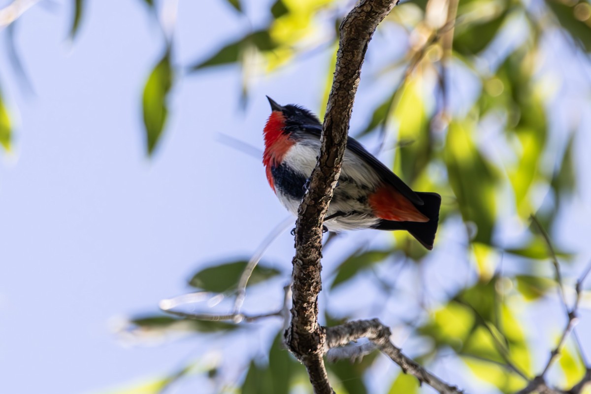 Picaflores Golondrina - ML645039417