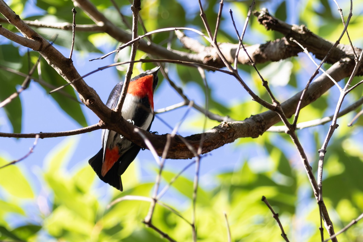 Picaflores Golondrina - ML645039419