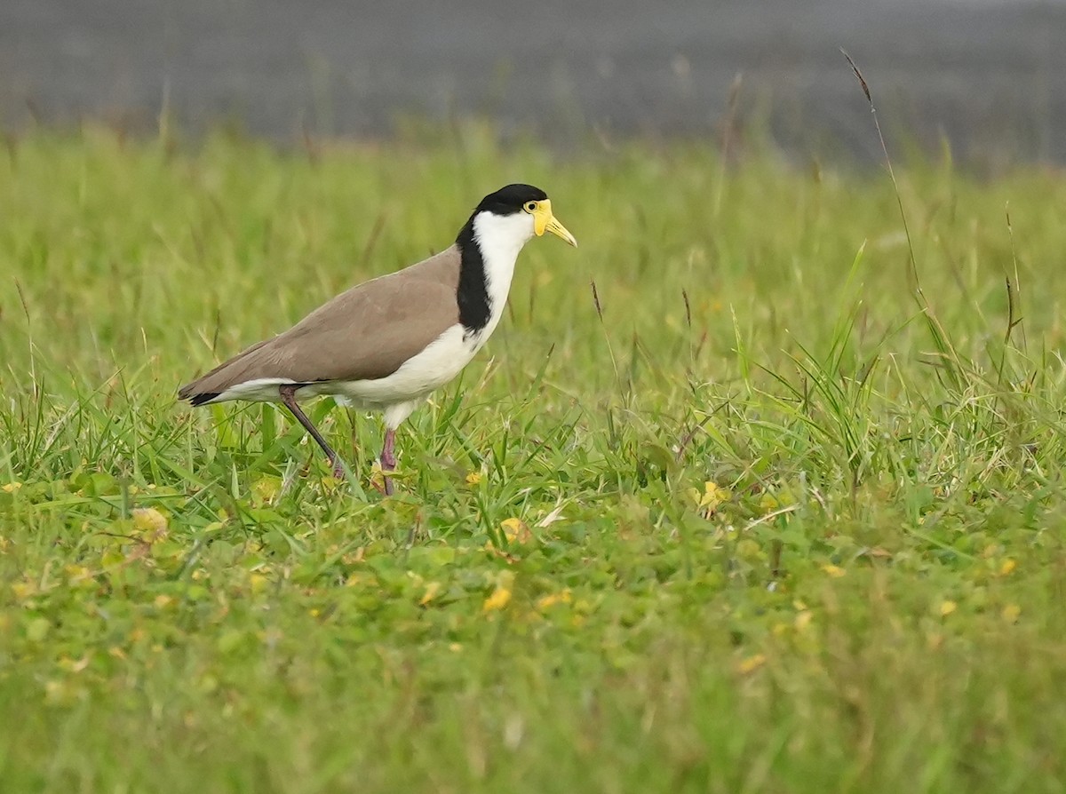 čejka australská - ML645039420