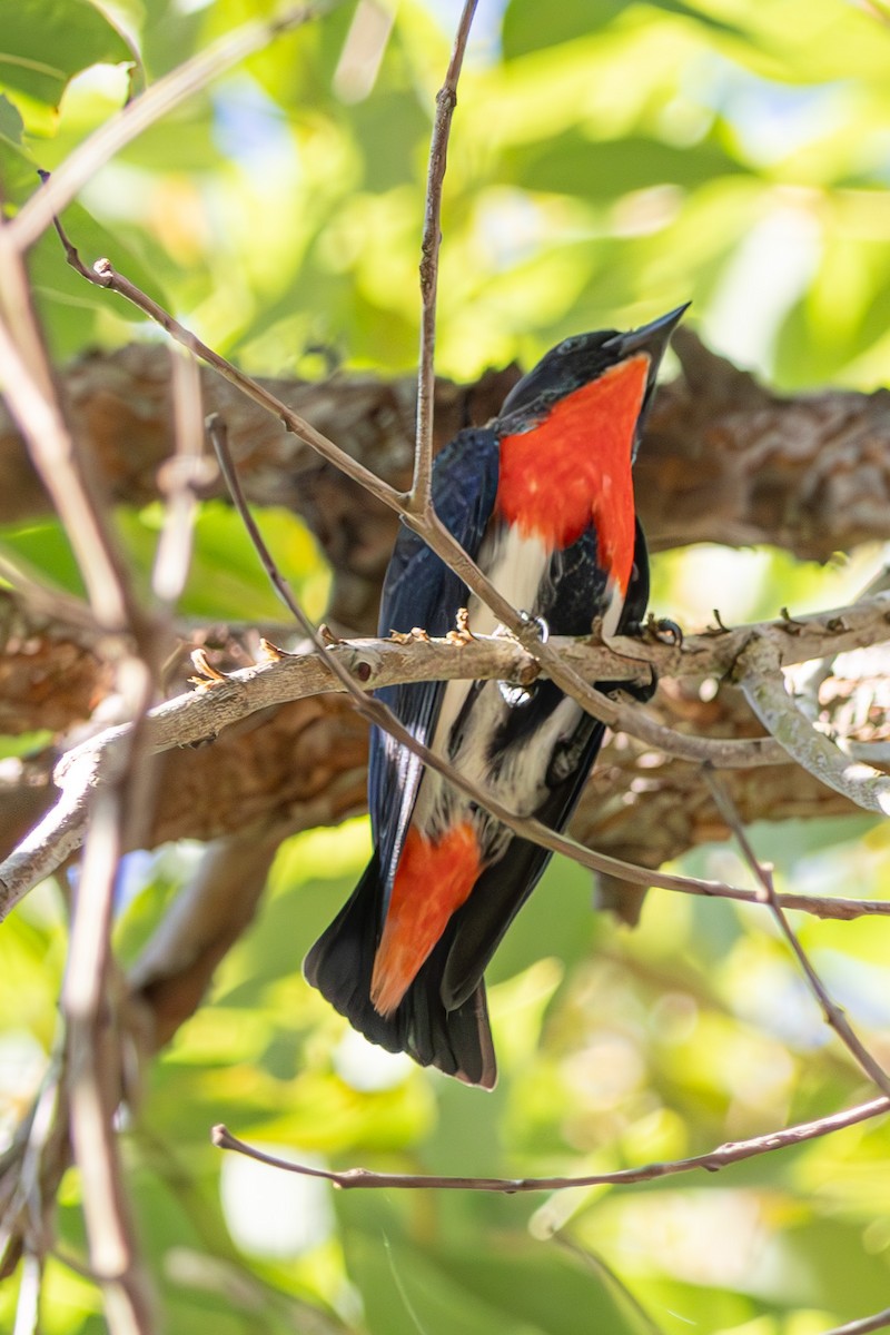 Picaflores Golondrina - ML645039423