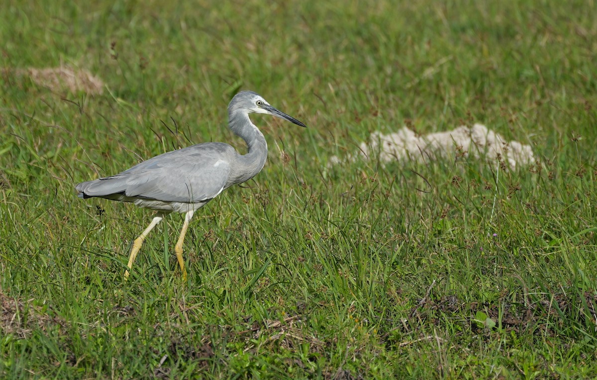 White-faced Heron - ML645039424