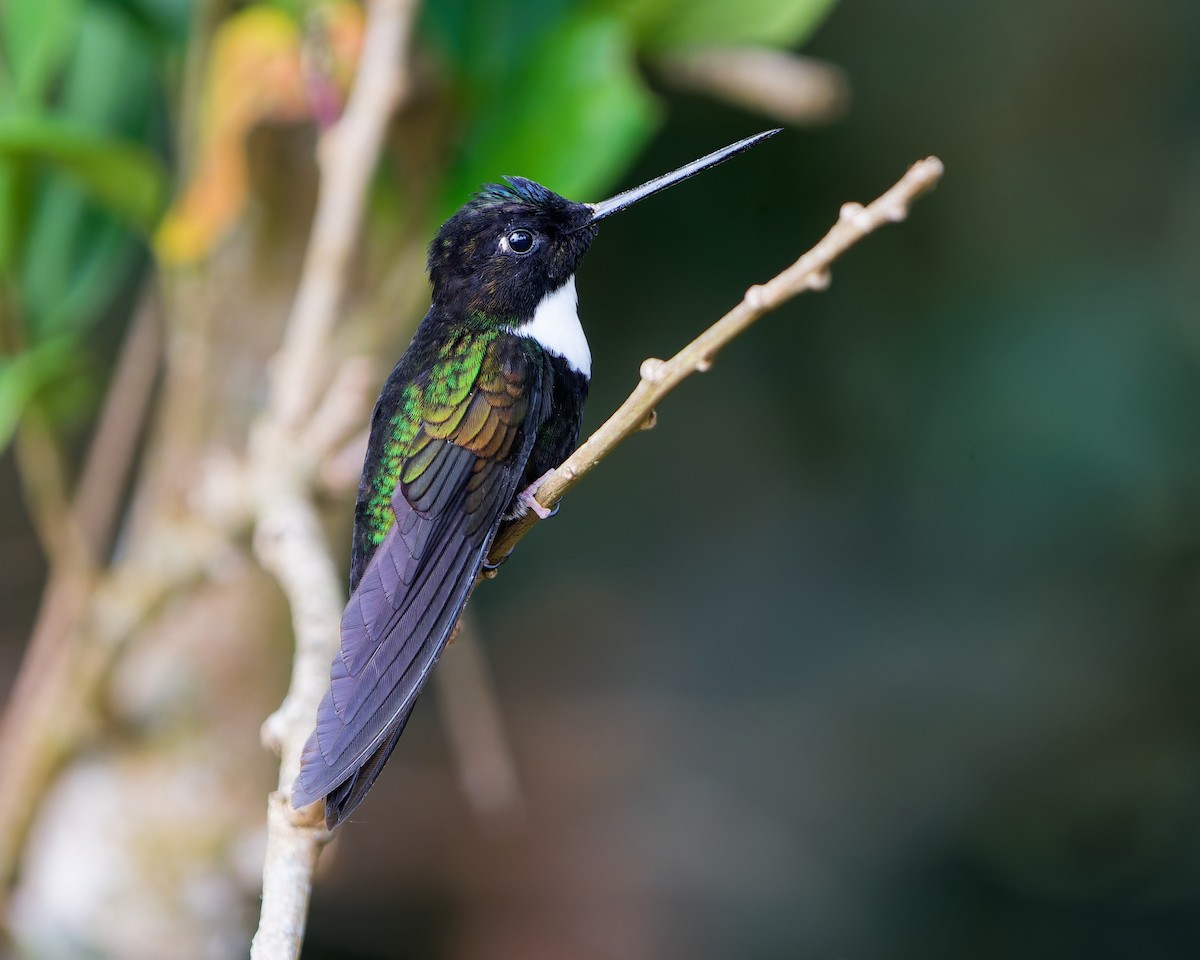 Collared Inca - ML645039425