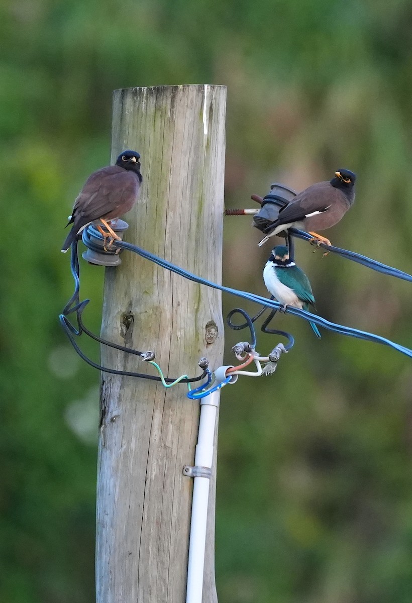 Common Myna - ML645039427