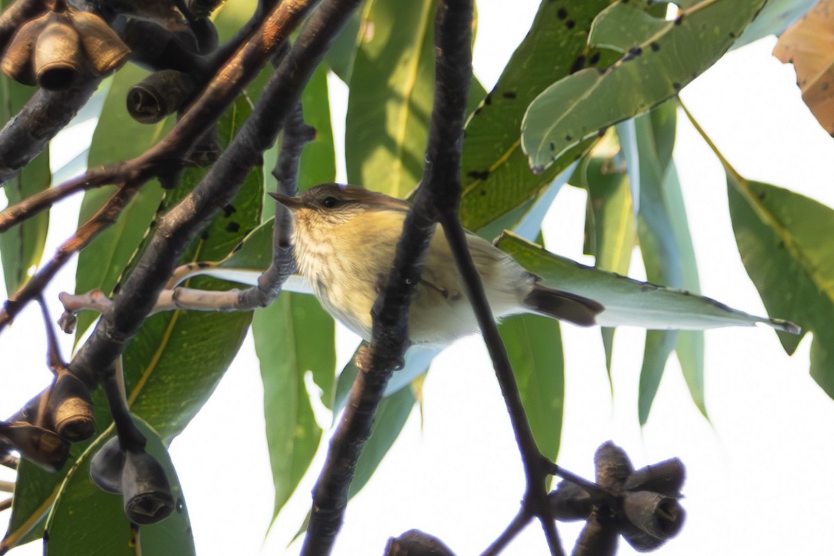 Brown Thornbill - ML645039435