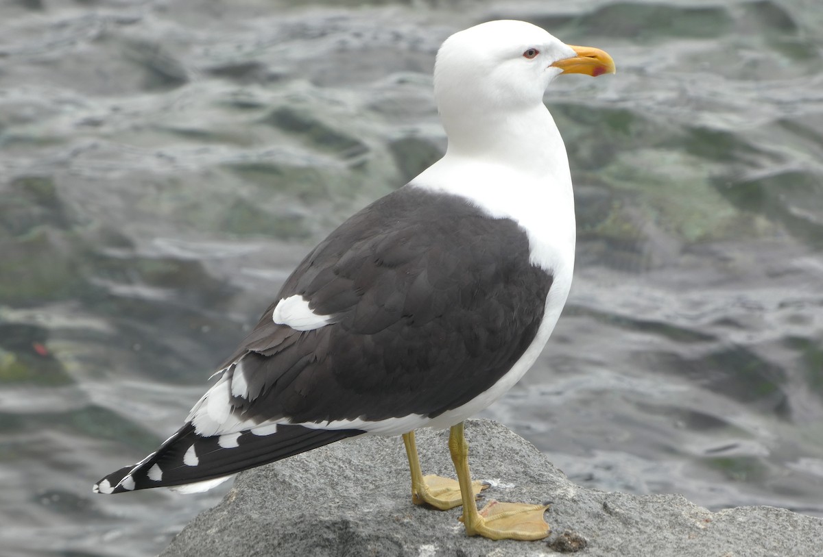 Kelp Gull (dominicanus) - ML645039436