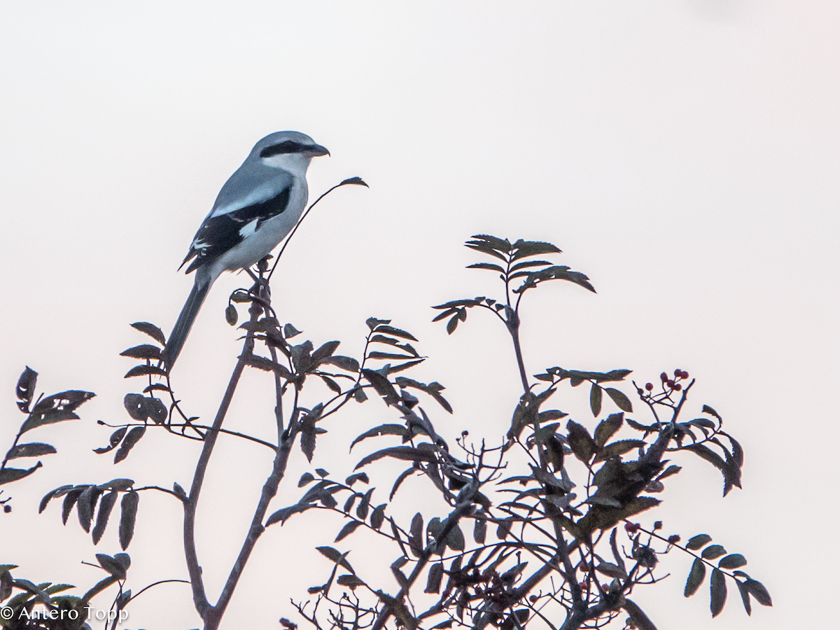 Great Gray Shrike - ML645039437