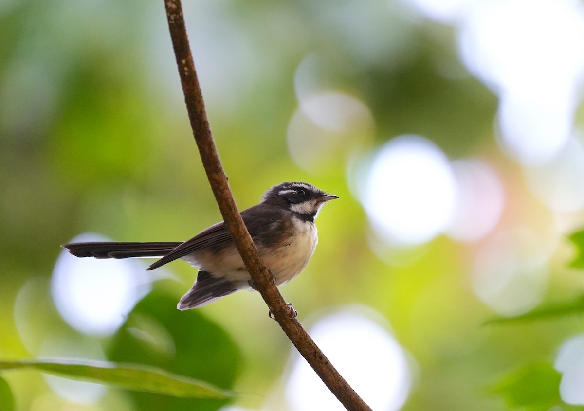 Kadavu Fantail - ML645039438