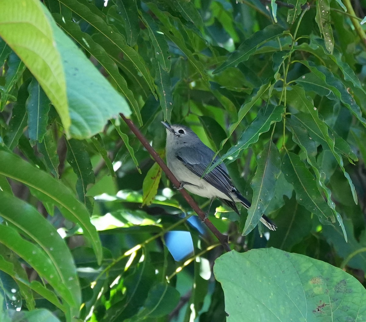 Slaty Monarch - ML645039439