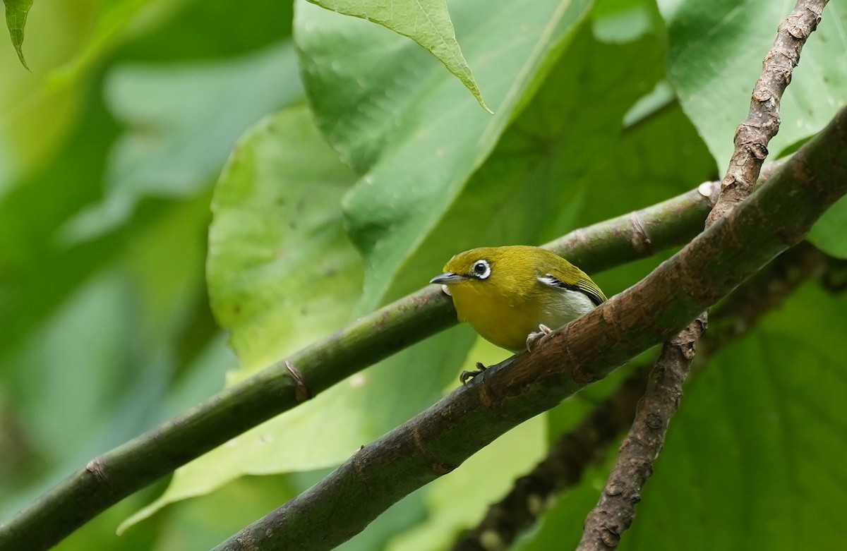 Fiji White-eye - ML645039440