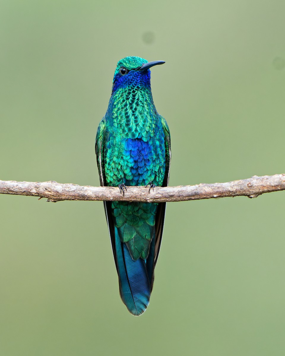 Sparkling Violetear - ML645039441