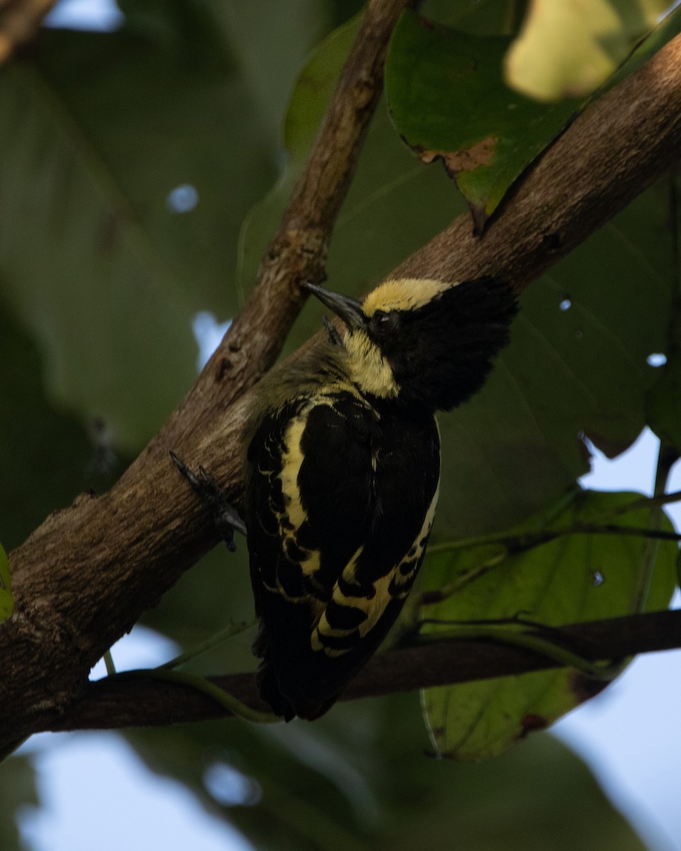 Heart-spotted Woodpecker - ML645039442
