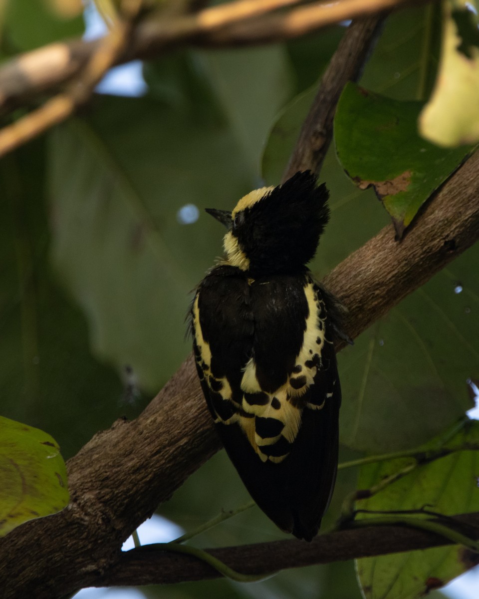 Heart-spotted Woodpecker - ML645039444