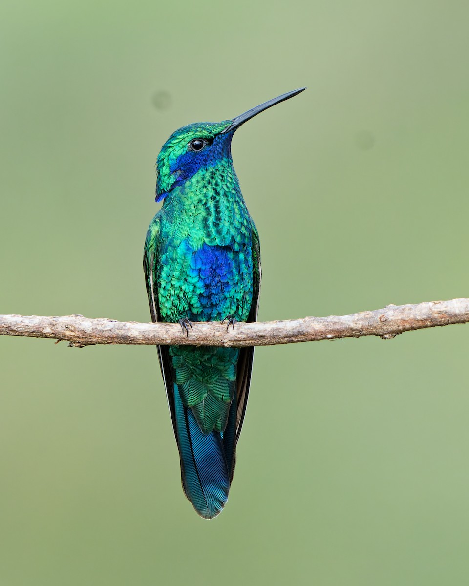 Sparkling Violetear - ML645039446