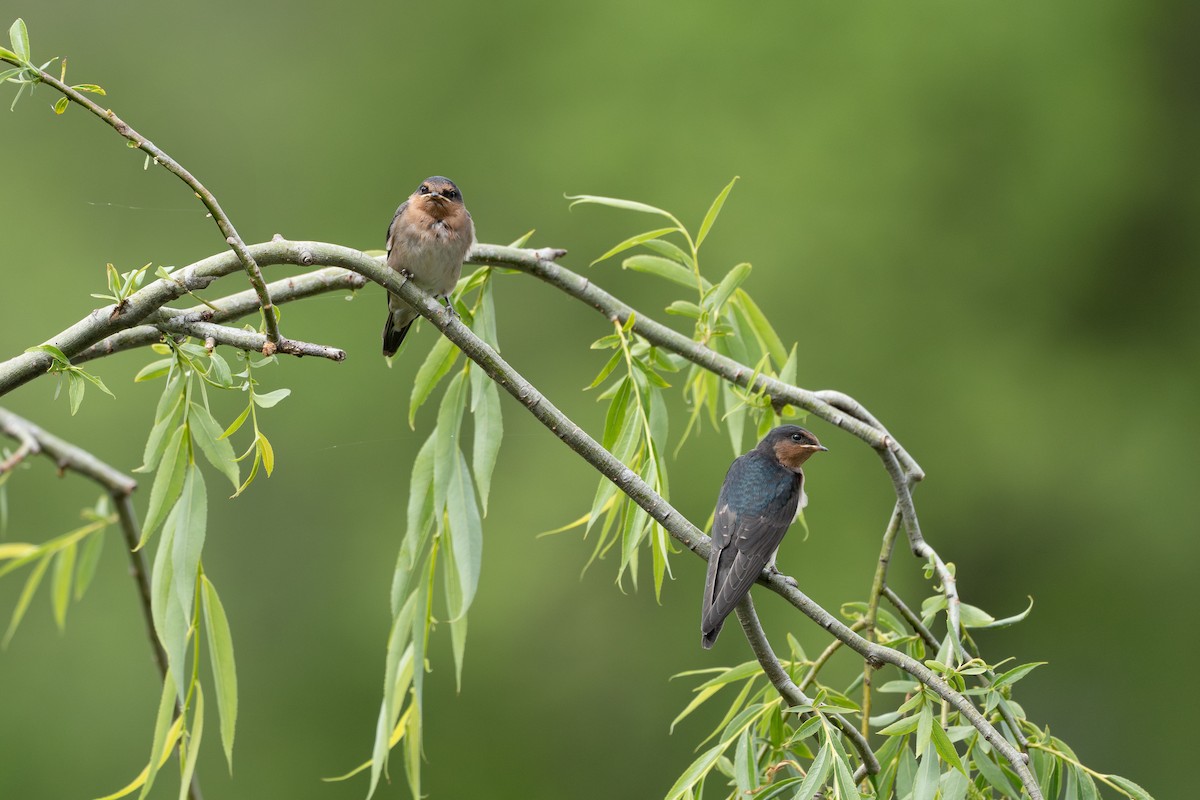 Welcome Swallow - ML645039447