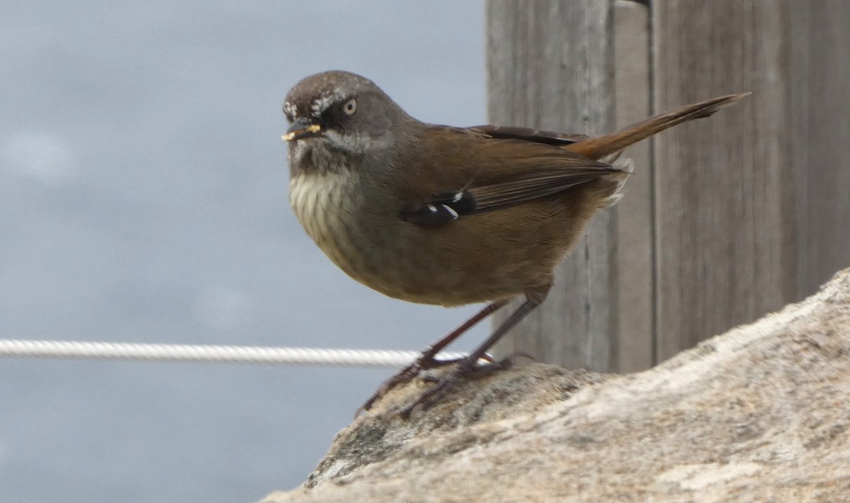 Tasmansericornis - ML645039449