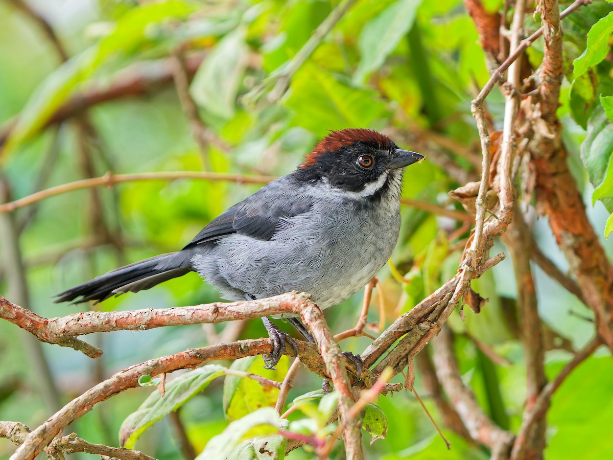 Northern Slaty Brushfinch - ML645039450