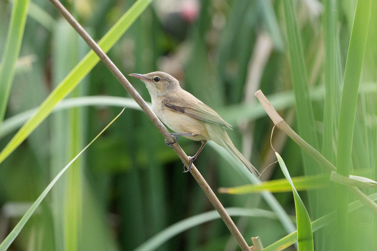 rákosník australský - ML645039452