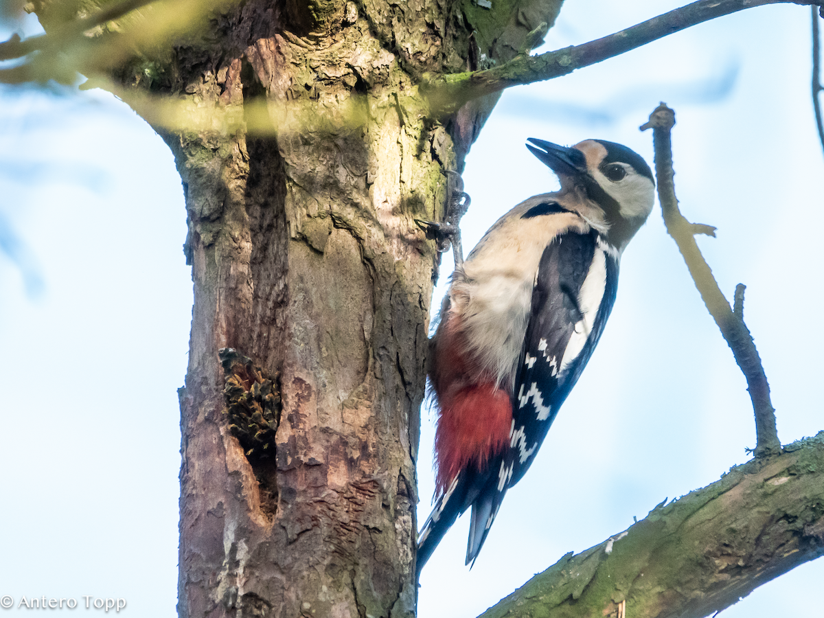 Great Spotted Woodpecker - ML645039454