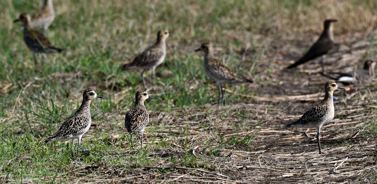 Pacific Golden-Plover - ML645039469