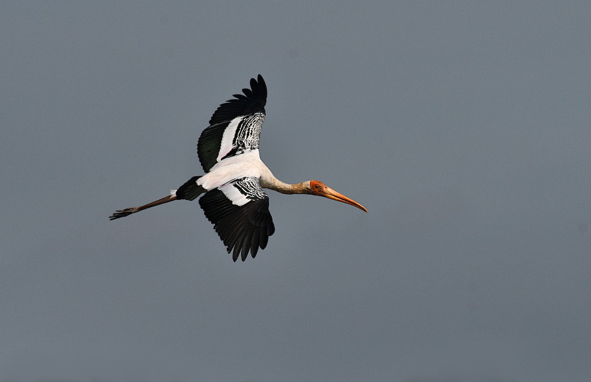 Painted Stork - ML645039470