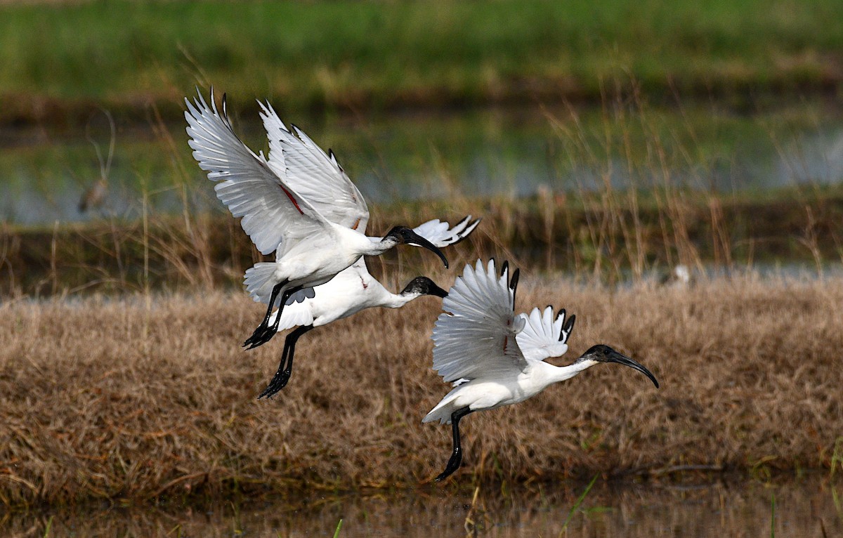 Black-headed Ibis - ML645039471