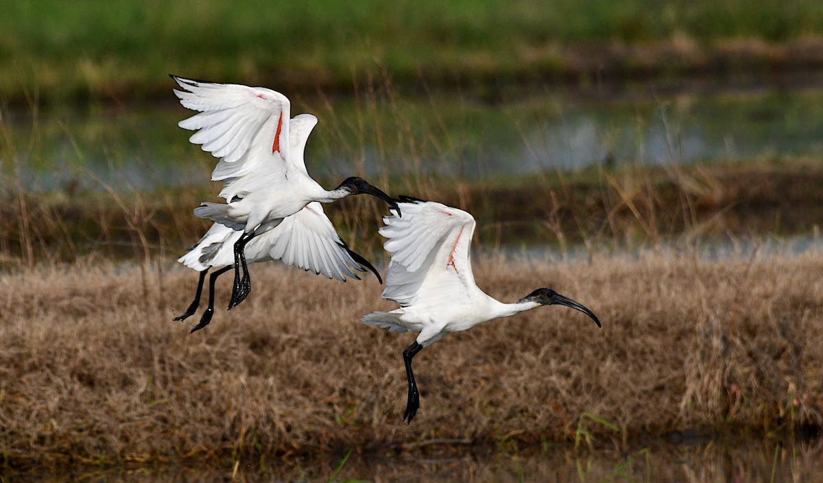 Black-headed Ibis - ML645039472