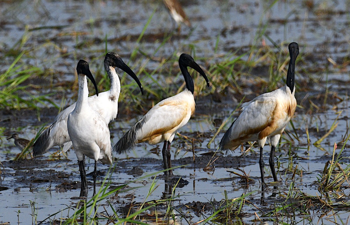 Black-headed Ibis - ML645039473