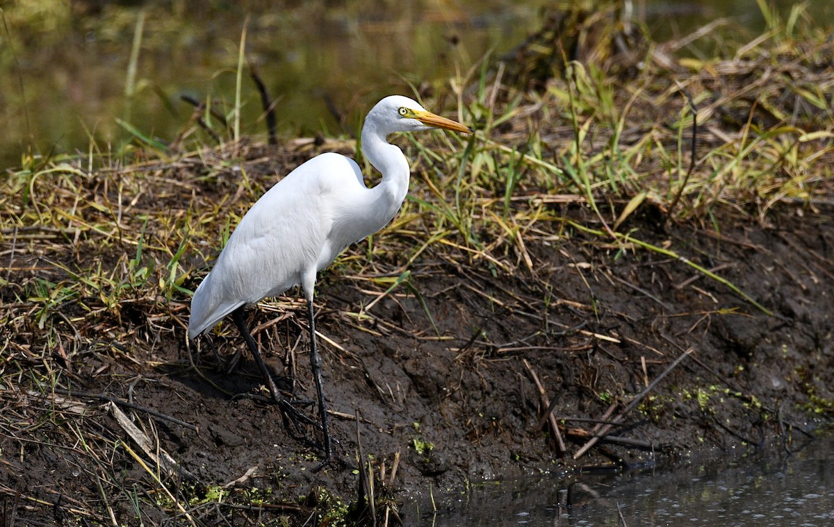 Medium Egret - ML645039474