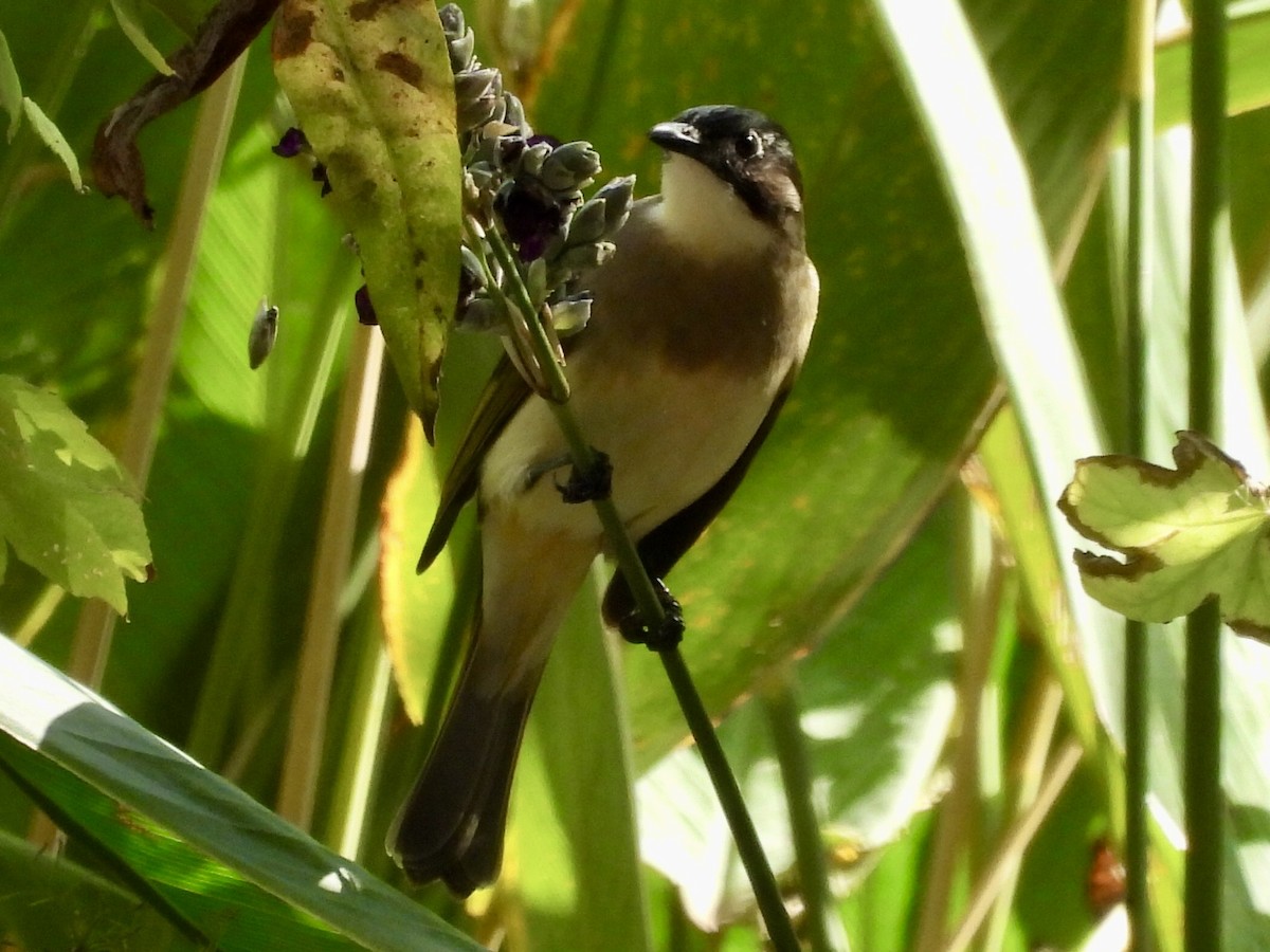 Light-vented Bulbul - ML645039481