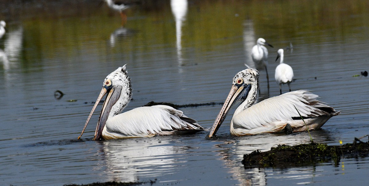 Pelícano Oriental - ML645039482