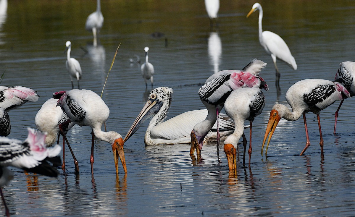 Pelícano Oriental - ML645039483