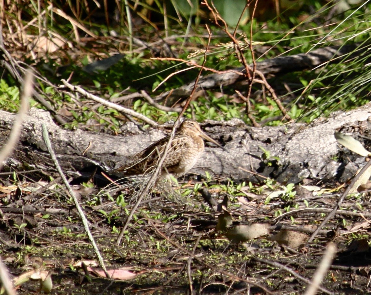 Latham's Snipe - ML645039488