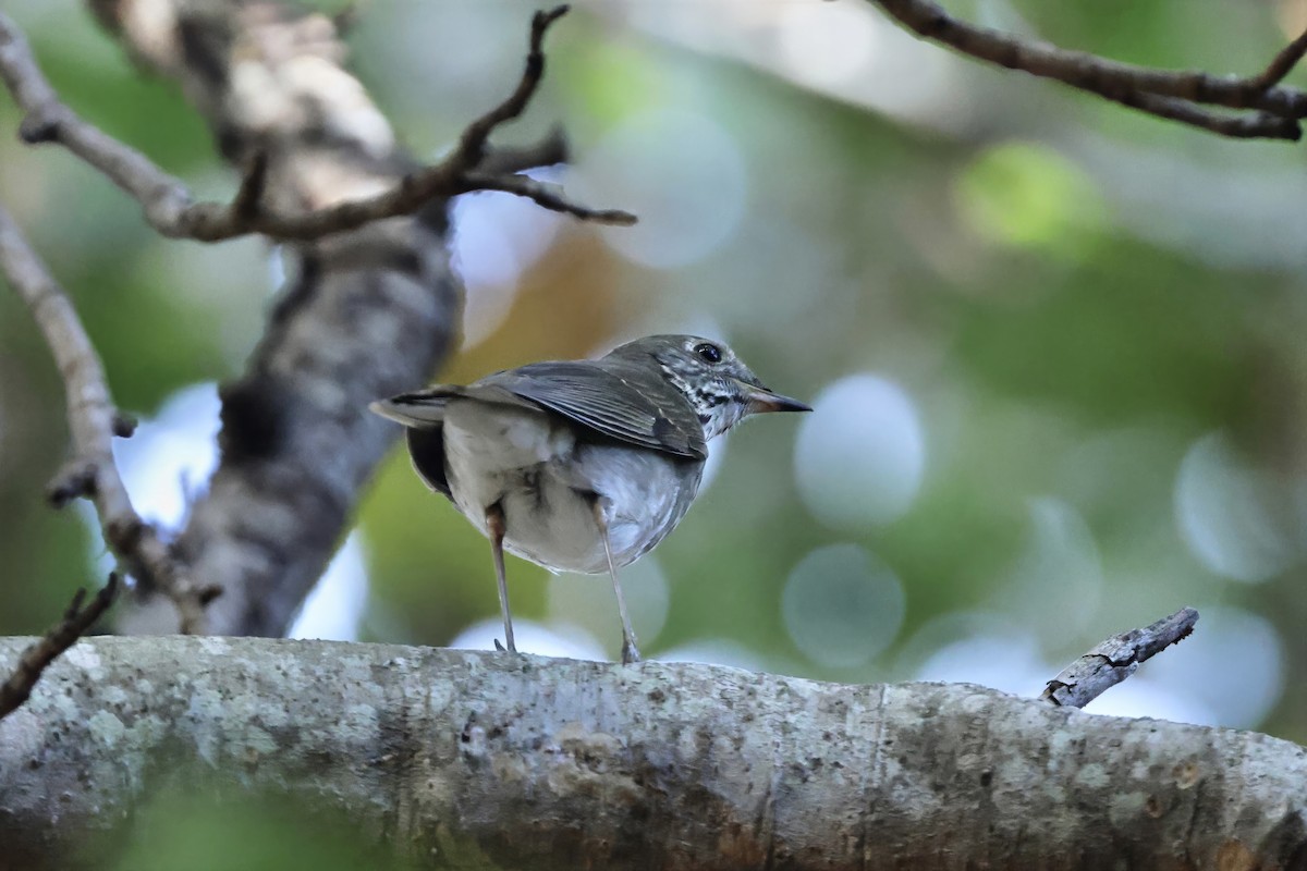 Малый дрозд - ML645039495