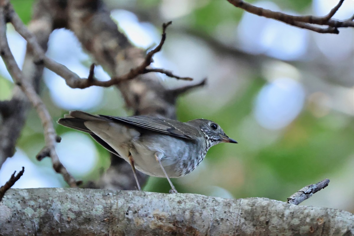 Малый дрозд - ML645039496