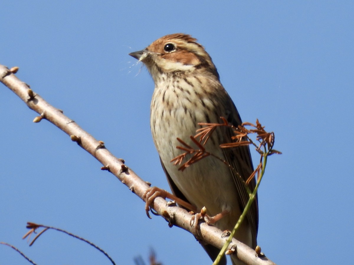 Little Bunting - ML645039498