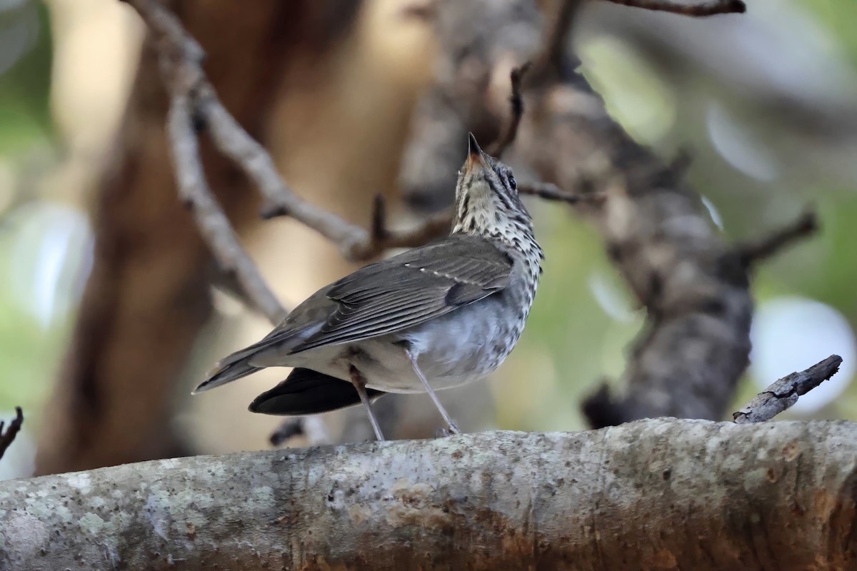 Малый дрозд - ML645039500