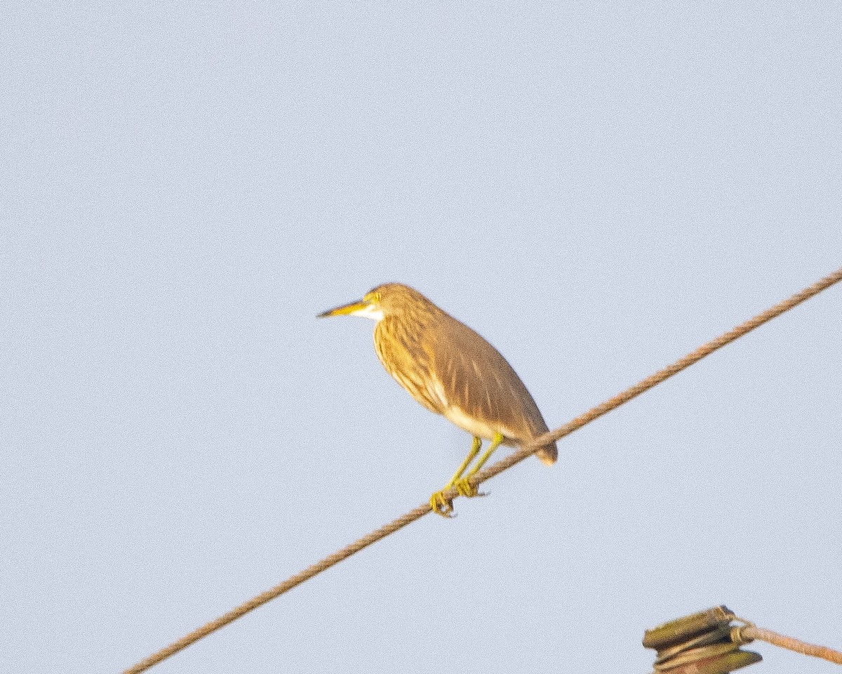 Indian Pond-Heron - ML645039501