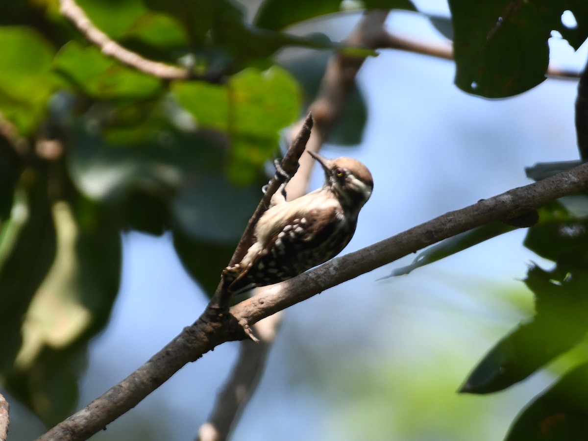 Дятел рудоголовий - ML645039502