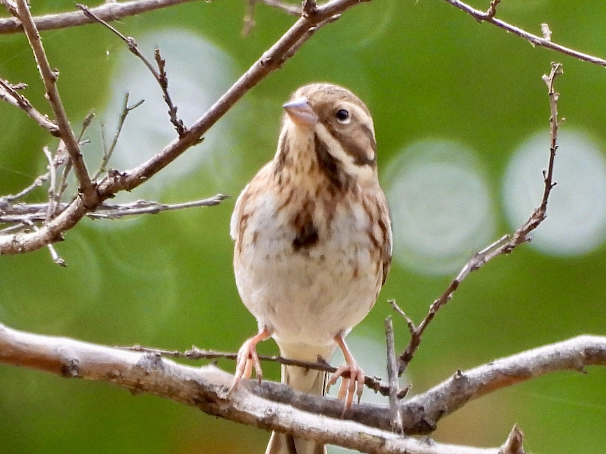 Вівсянка-ремез - ML645039503
