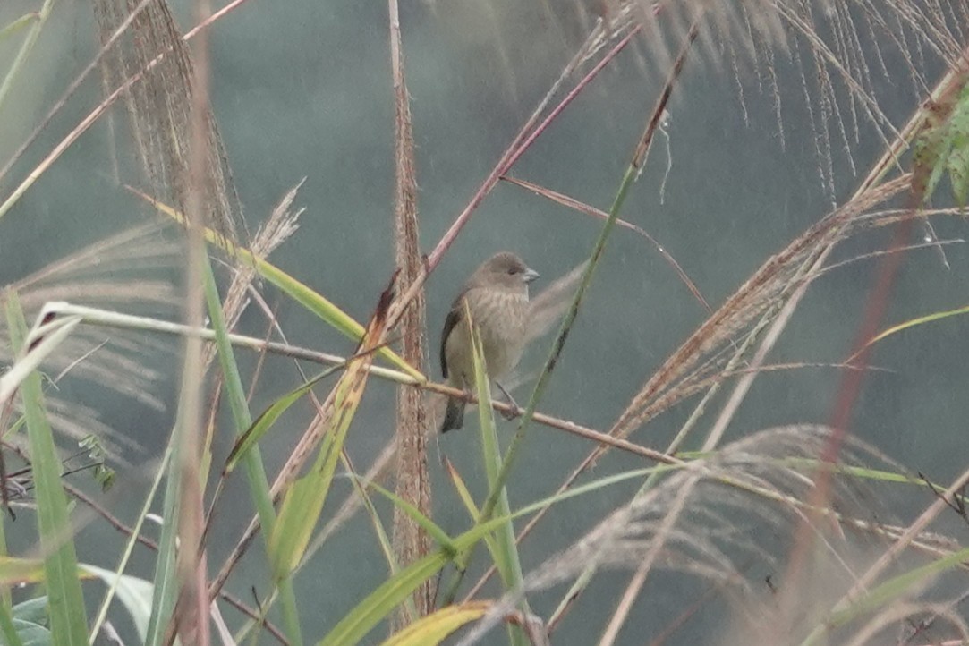 Горлиця короткохвоста - ML645039504