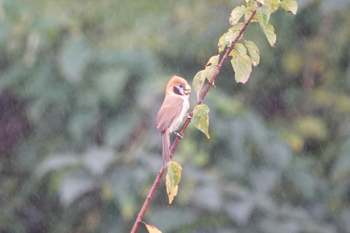 Горлиця короткохвоста - ML645039505