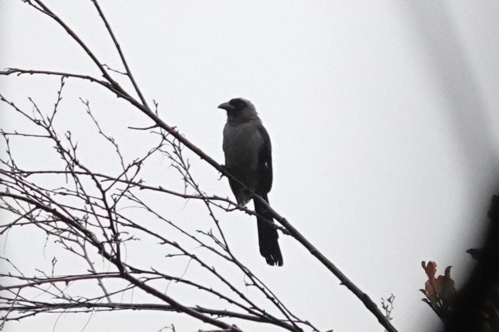 Горлиця короткохвоста - ML645039506