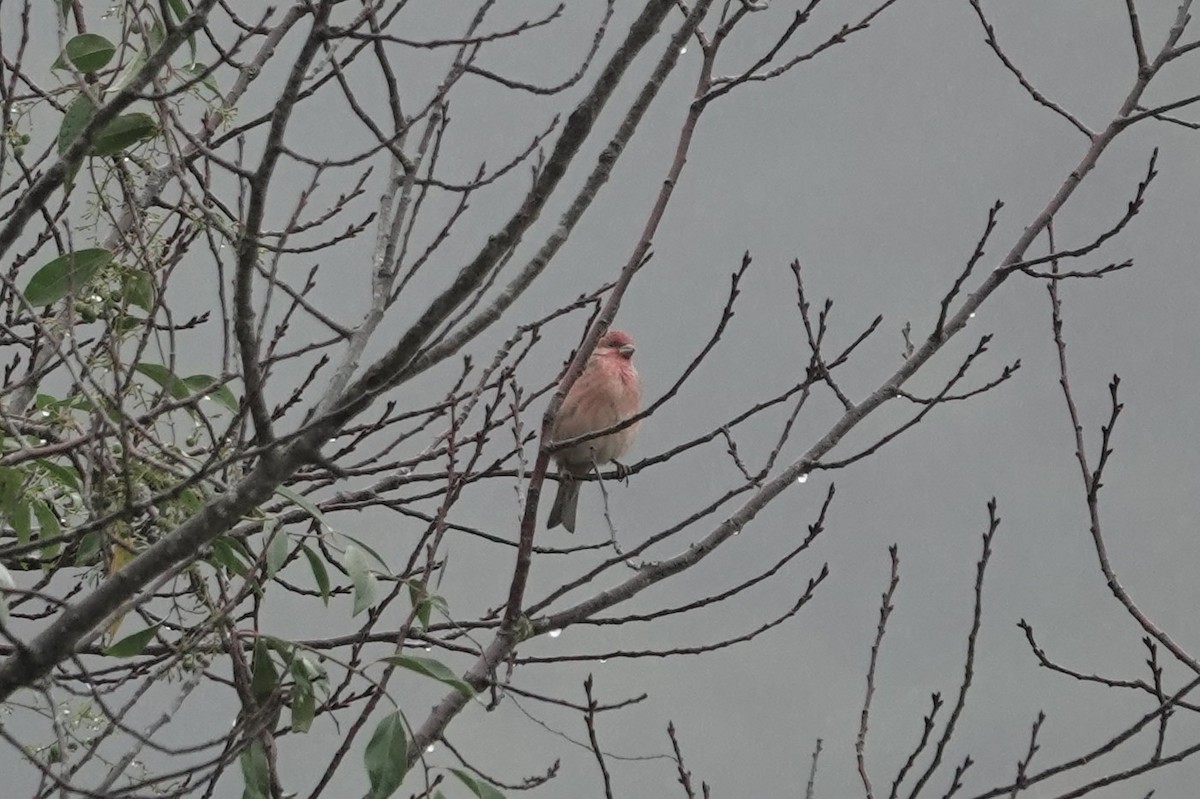 Горлиця короткохвоста - ML645039507