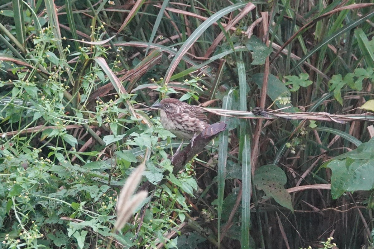 Горлиця короткохвоста - ML645039508