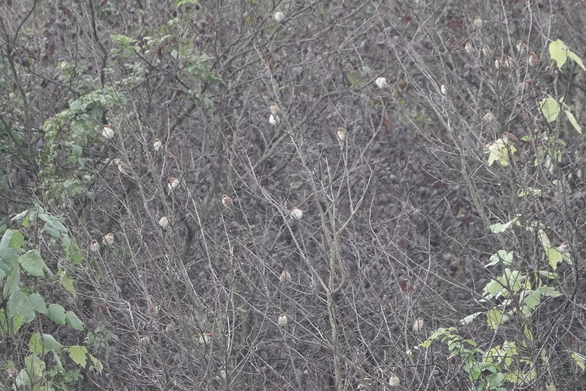 Горобець рудий - ML645039512