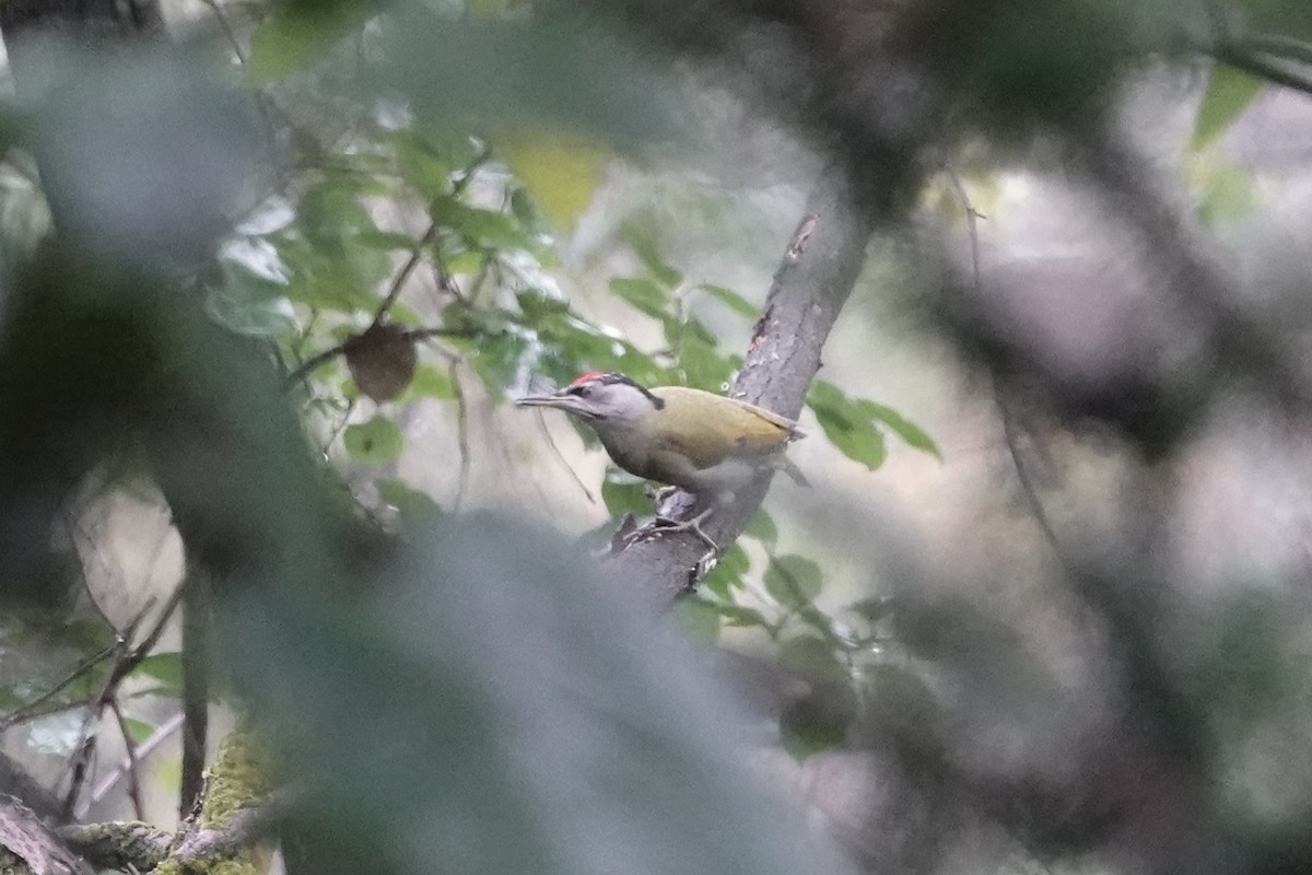 Горлиця короткохвоста - ML645039513