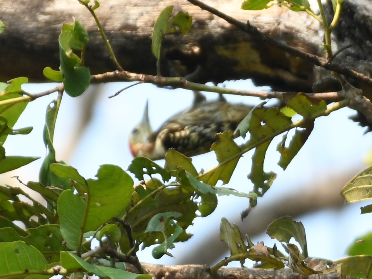 Дятел жовтолобий - ML645039515