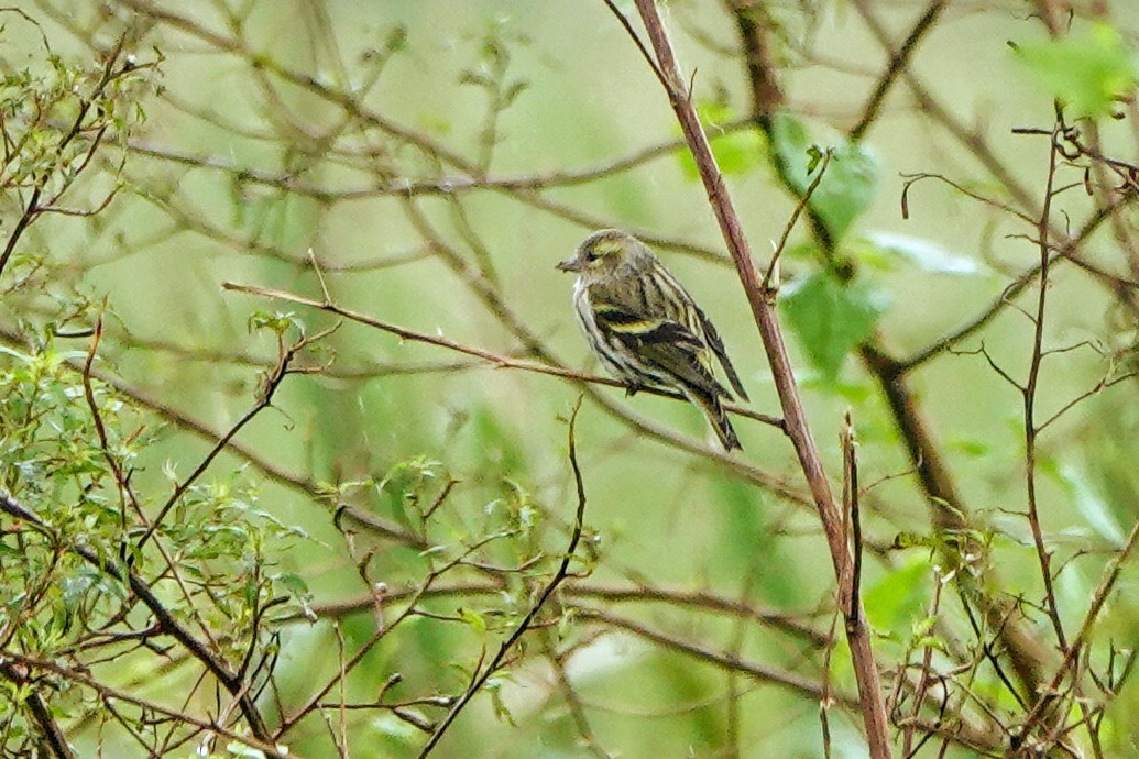 Чиж лісовий - ML645039517