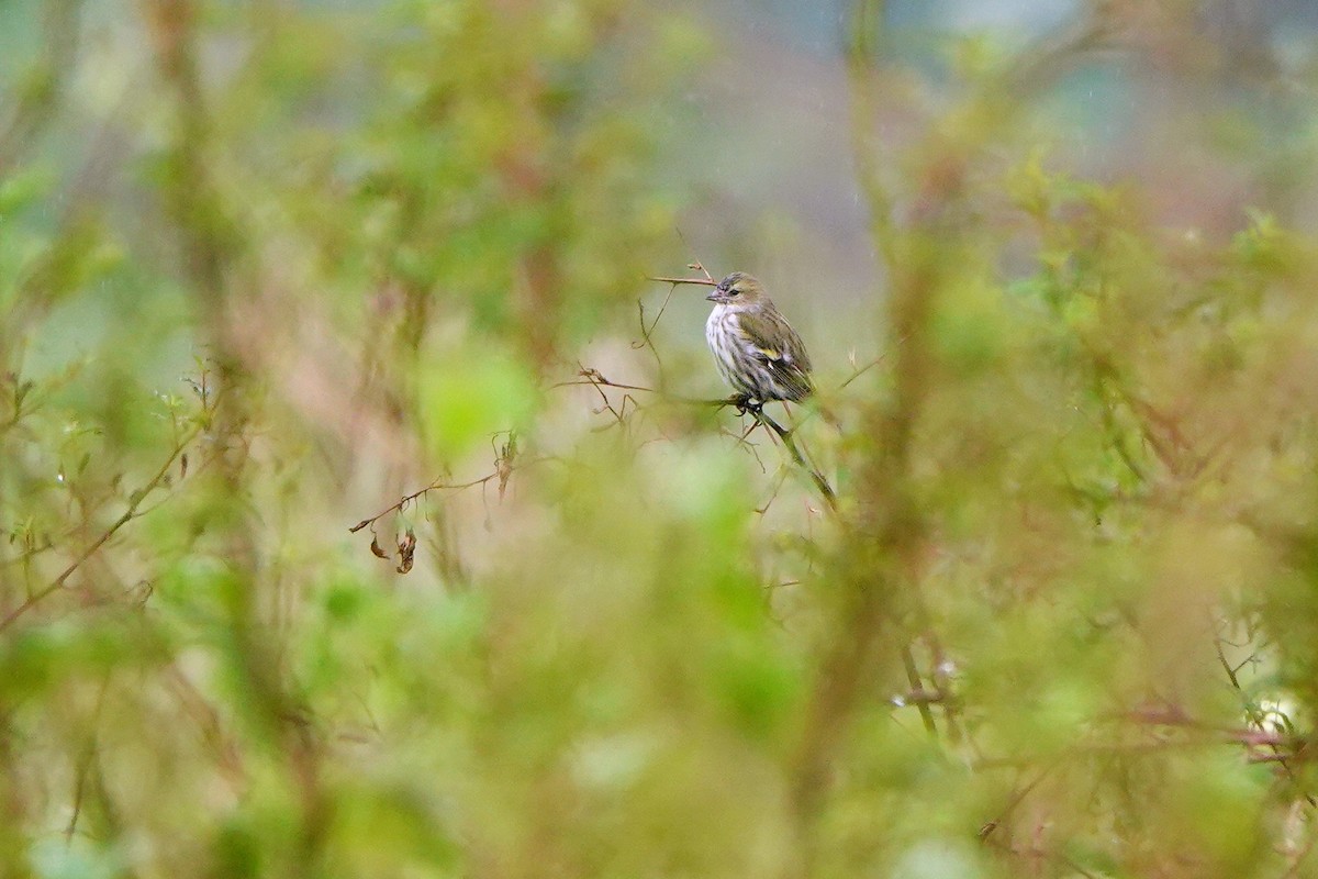 Чиж лісовий - ML645039518