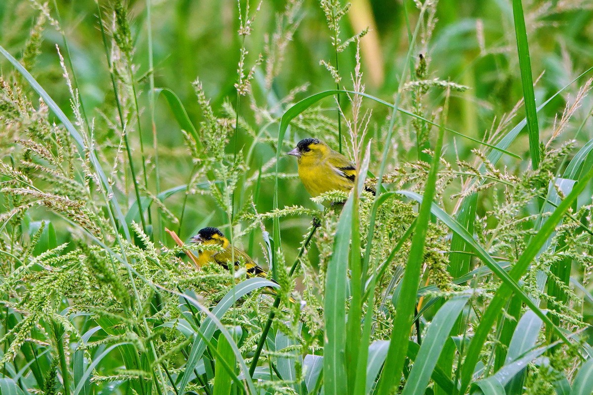 Чиж лісовий - ML645039519